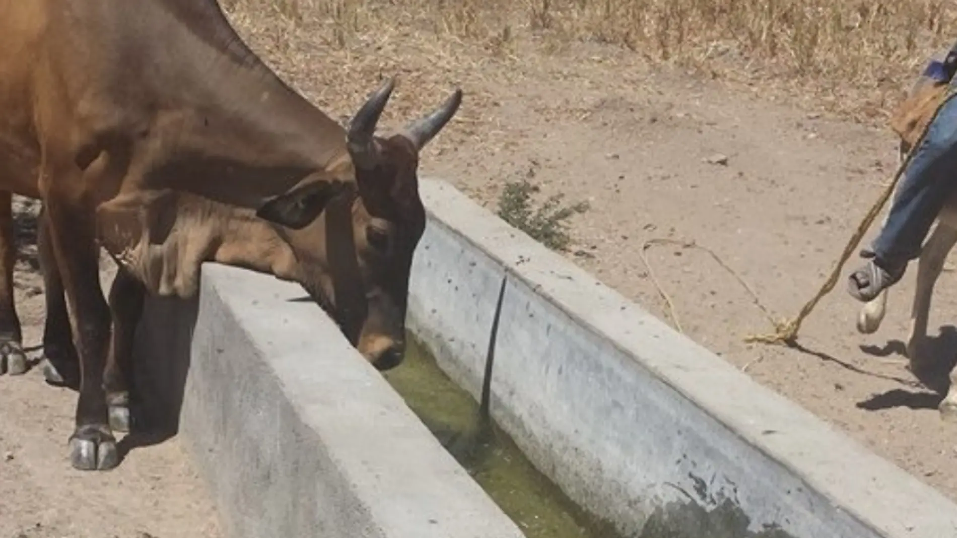 Temen ganaderos por falta de agua en zona Mixteca